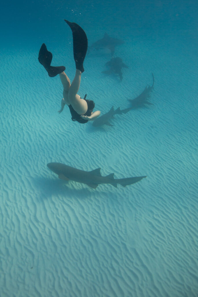 The Adventure Crews swimming with Sharks in Bimini, Bahamas 