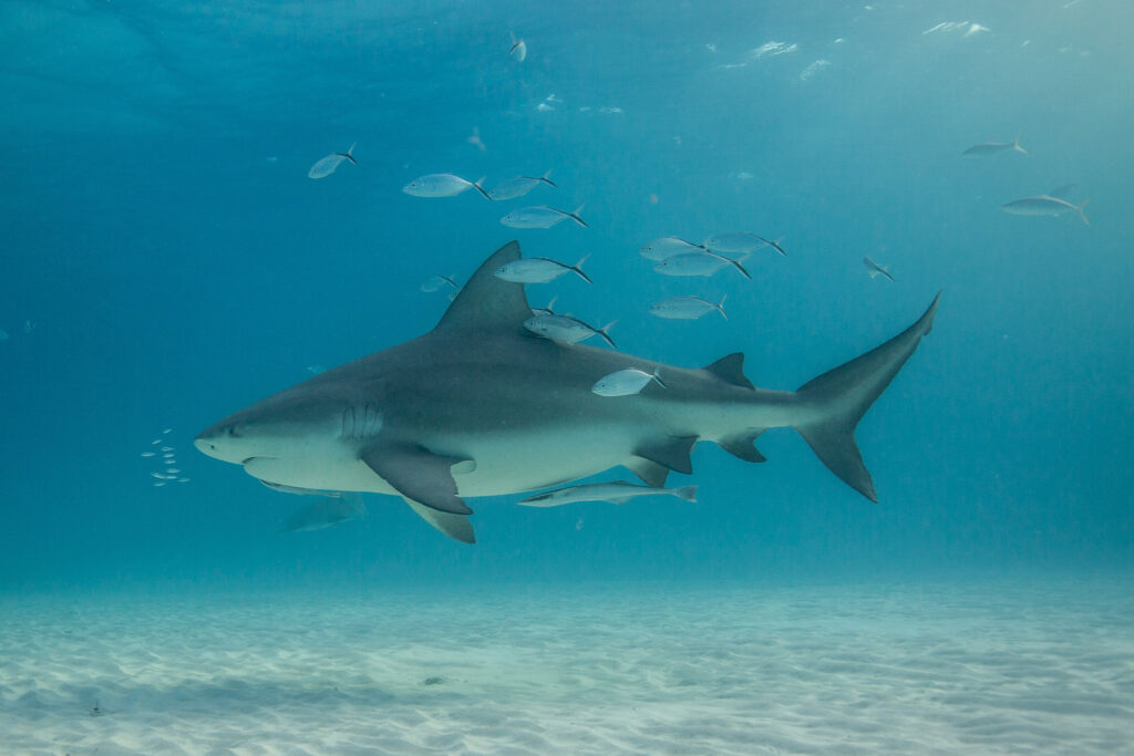 Swimming with Sharks in Bimini, Bahamas