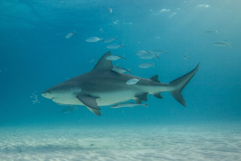 We went swimming with Sharks in Bimini, Bahamas | The Adventure Crews