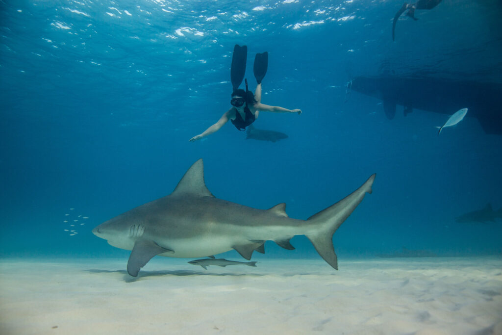 Emily Crews swimming with sharks in Bimini, Bahamas 